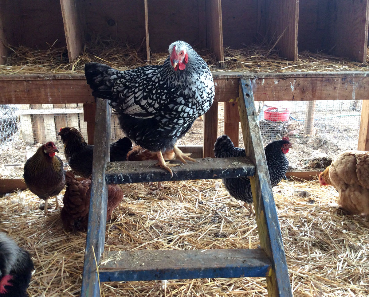 Queen of the coop